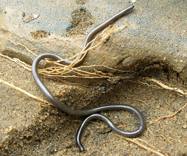 Epictia subcrotilla, a scolecophidian snake, by Alessandro Catenazzi