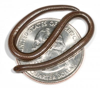 The Barbados Threadsnake coiled on a US Quarter coin