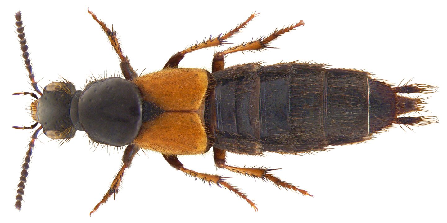 Philonthus spinipes, one of the many species of the genus Philonthus.