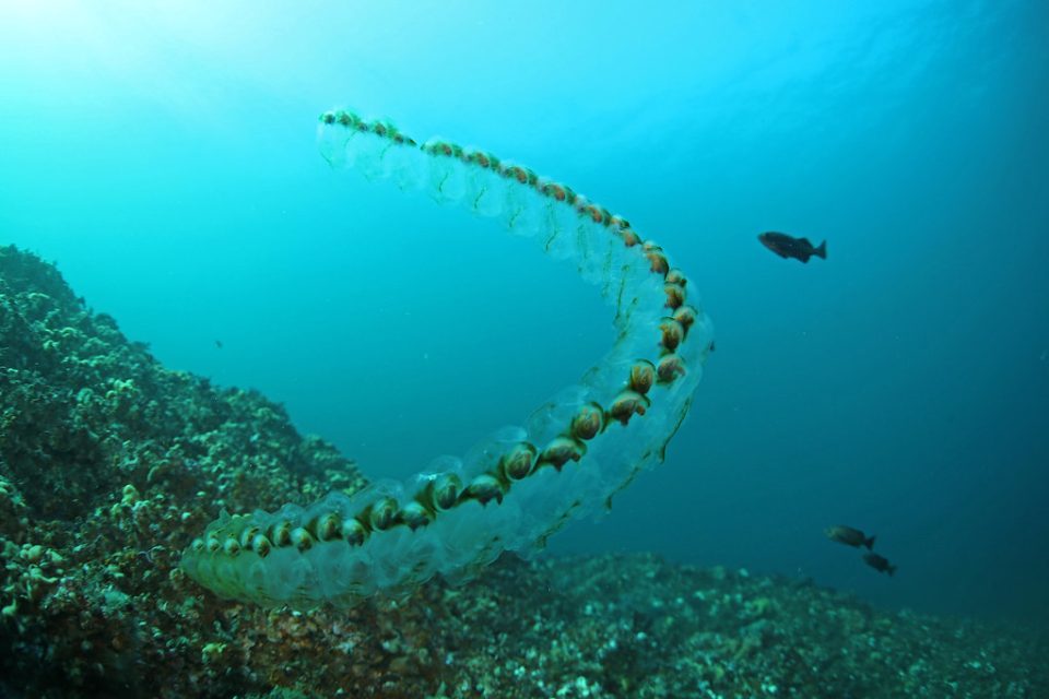 Chain of salps
