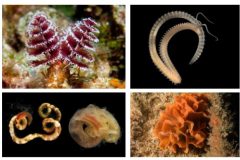 Some examples illustrating the biodiversity of invertebrates. Tube-building worms animals (Serpulidae, upper left), a shell-boring polychaete (Spionidae, upper right), a red threds worm (Cirratulidae, lower left), and moss animals (bryozoa, lower right).