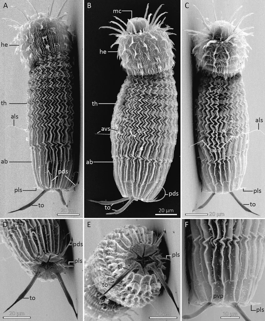 The intermediate-looking Higgins larva of Scaberiloricus samba (from Sørensen et al 2023).