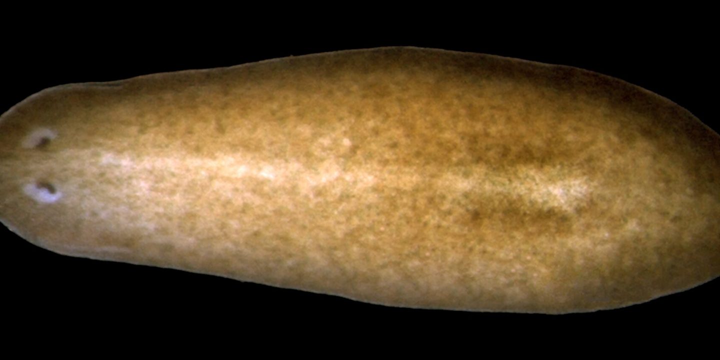 The planarian Schmidtea mediterranea