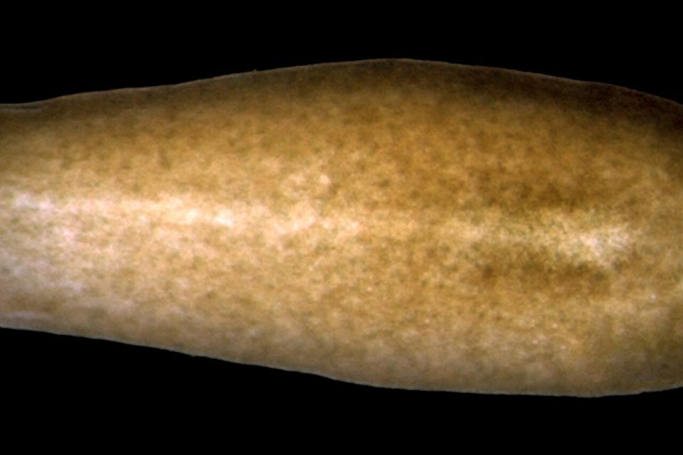 The planarian Schmidtea mediterranea