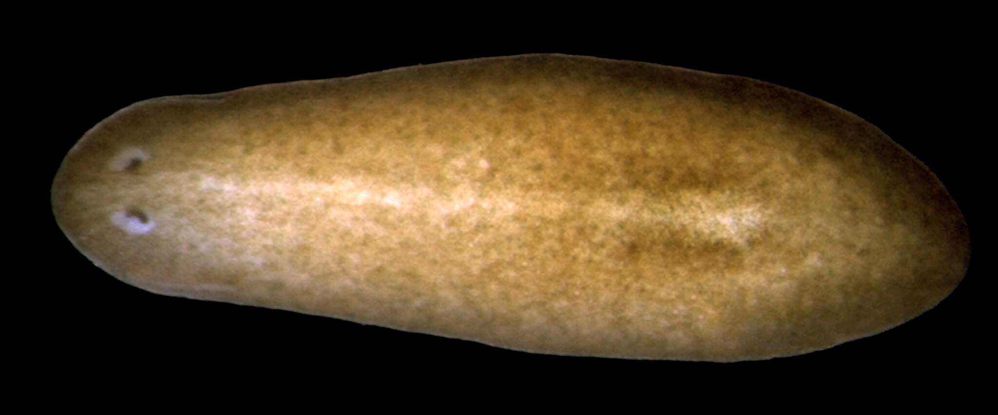 The planarian Schmidtea mediterranea