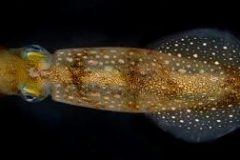 An image of a Longfin Inshore Squid, D. pealeii