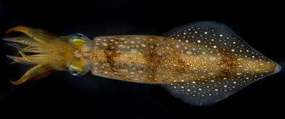 An image of a Longfin Inshore Squid, D. pealeii