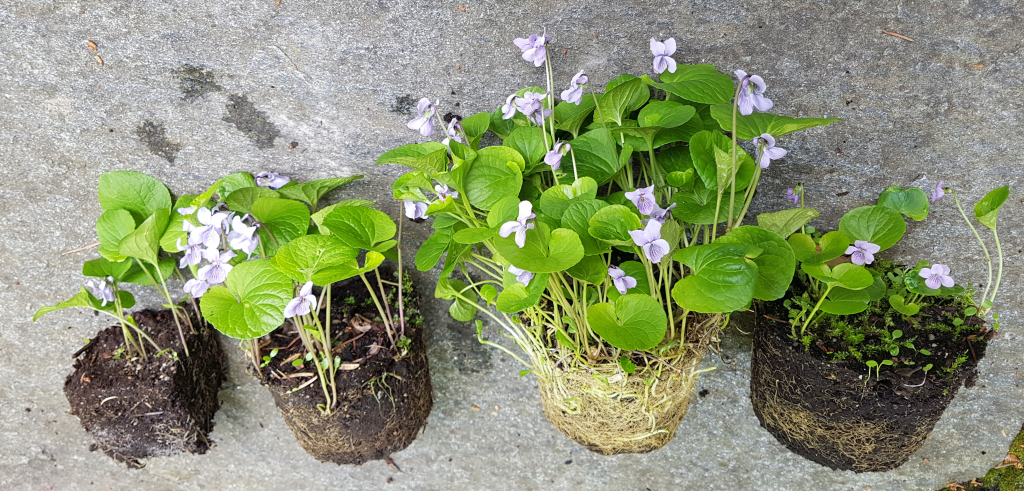 Myrfiolene våre. Fra venstre Viola epipsila x V. suecica, V. epipsila, V. epipsila x V. palustris, og V. palustris.