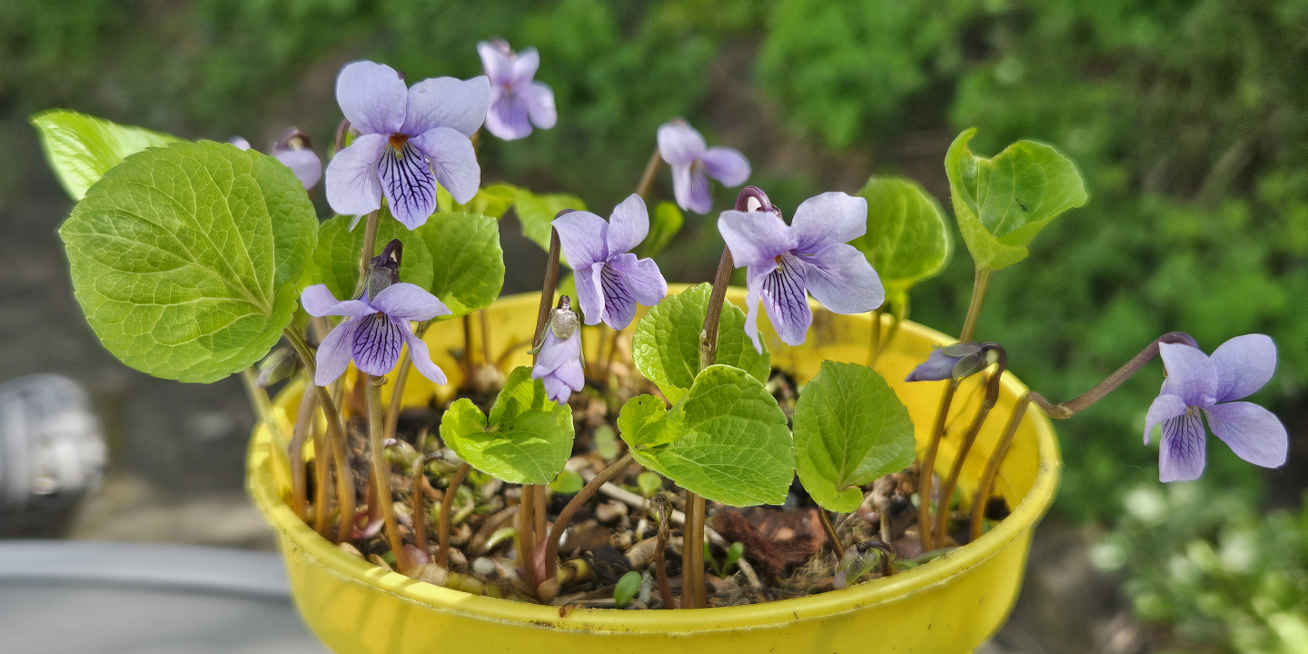 Viola epipsila