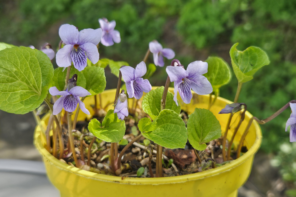 Viola epipsila