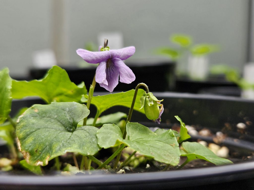 Viola suecica in culture.